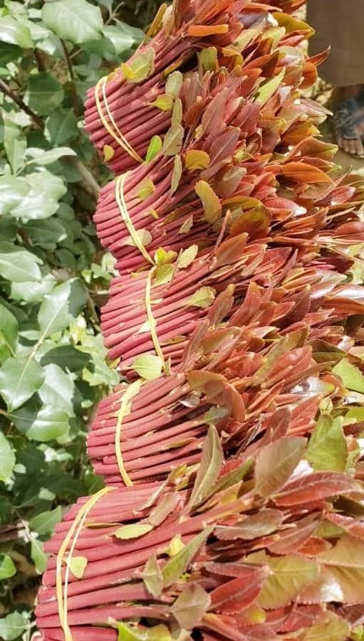 قات الصنعاني